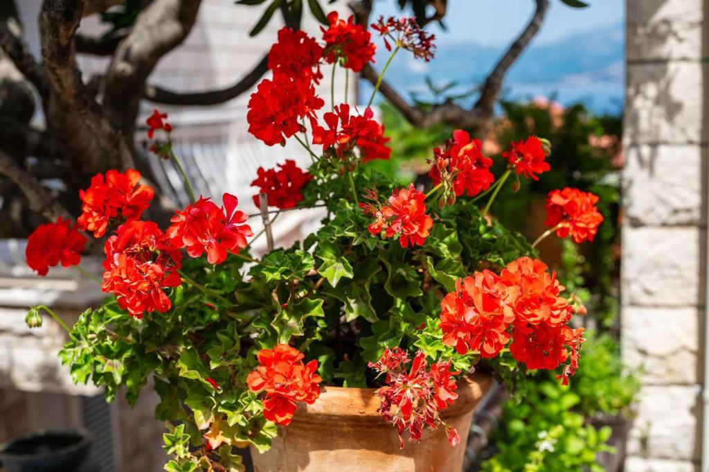 Villa Markoc Cavtat Εξωτερικό φωτογραφία